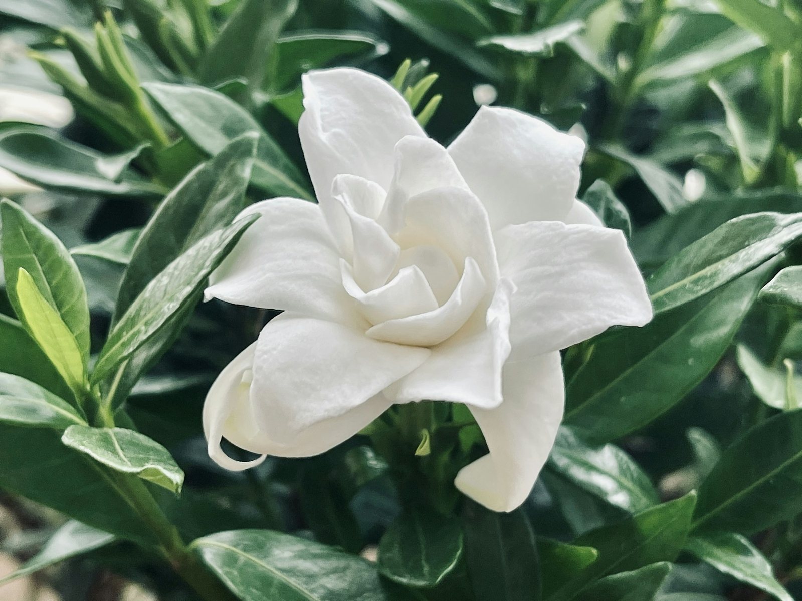 Gardenia flower