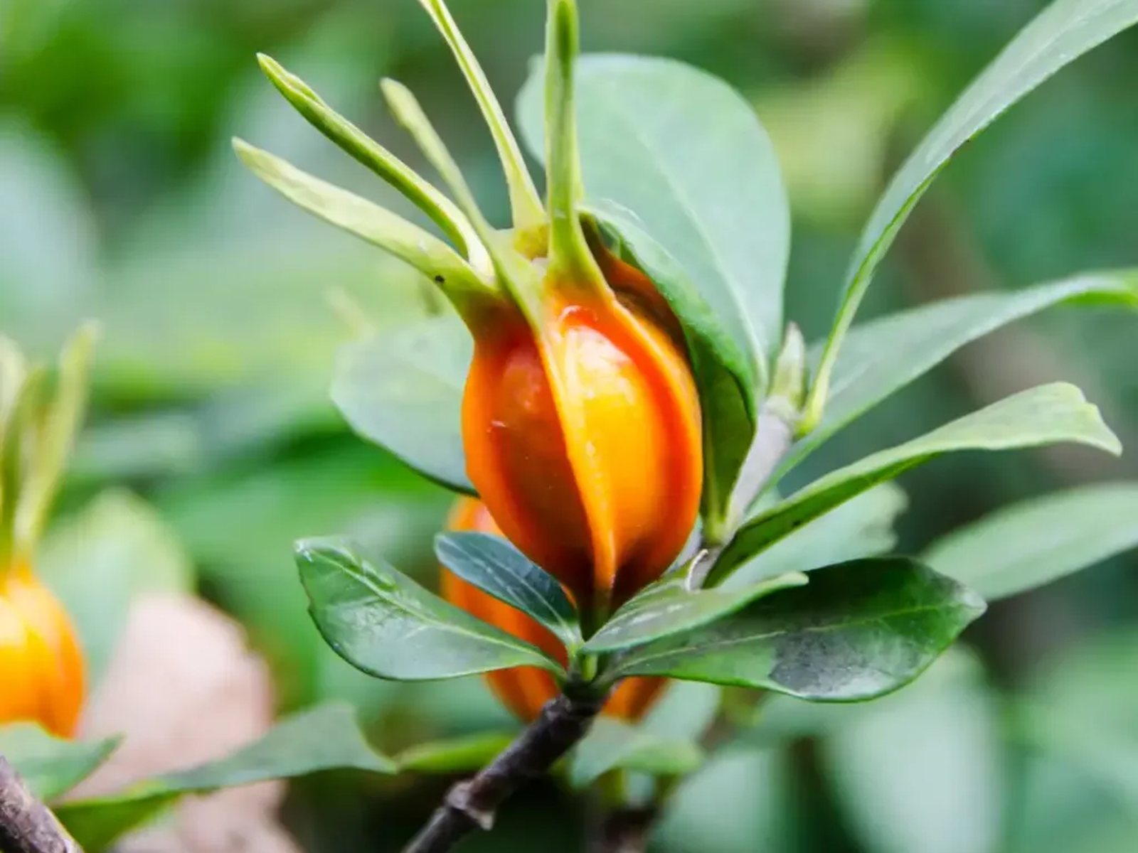 Gardenia fruit on a branch