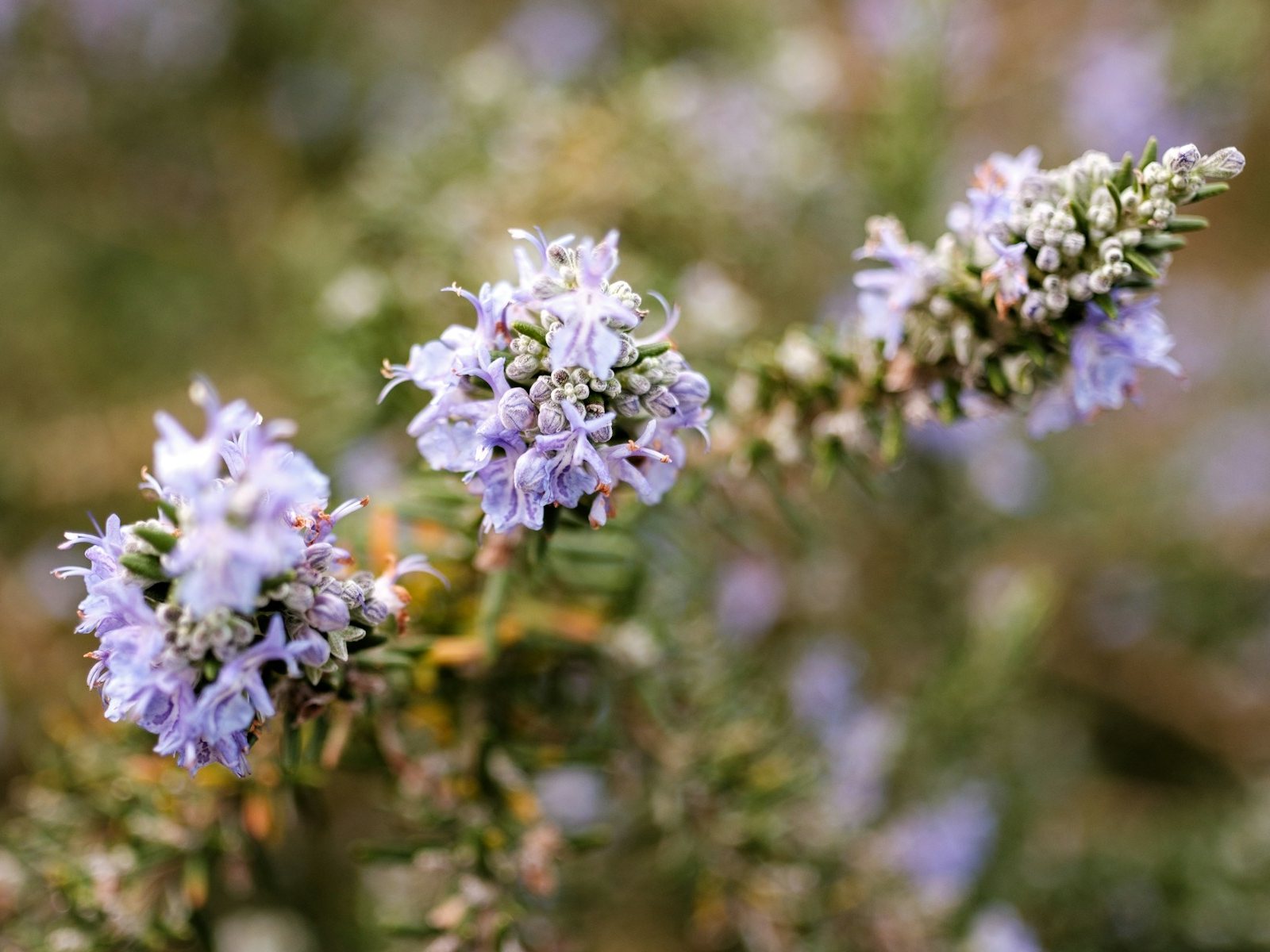 Hương Thảo flowers