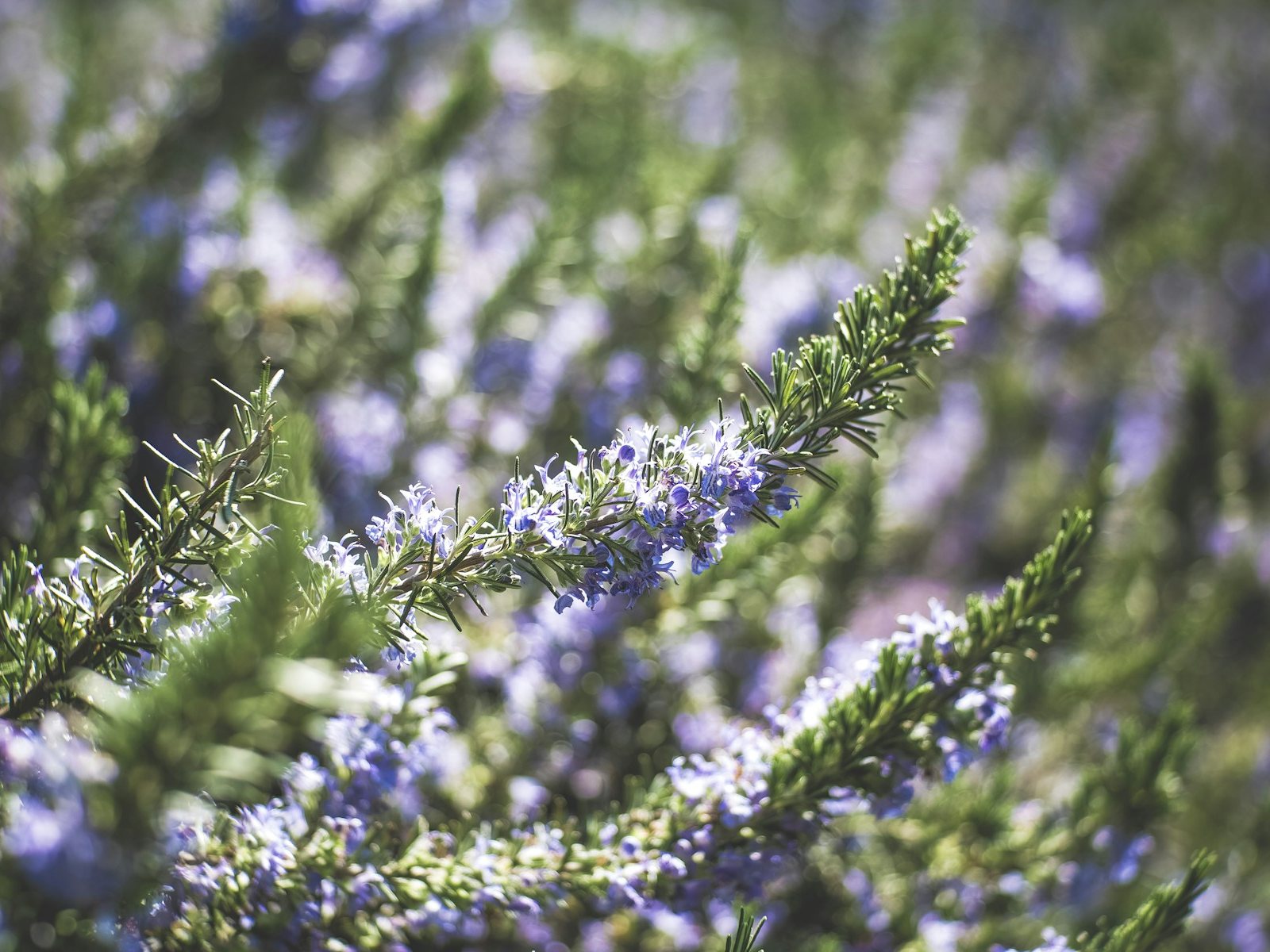 Rosemary flowers